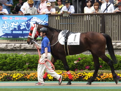20140503 東京7R ショウナンアポロン 05