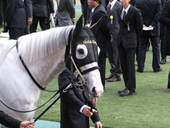 20151129 東京11R ジャパンカップ(G1) 08