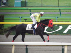 20181008 東京12R (500) ノーザンクリス 19