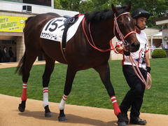 20170514 京都5R 3歳未勝利 ホウオウドリーム 13