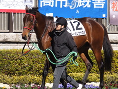 20160207 東京7R 4歳上500万下 トーセンカナロア 05