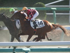 20181228 中山4R 2歳未勝利 ヤップヤップヤップ 18