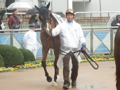 20190303 中山6R 3歳未勝利 ストレートパンチ 06