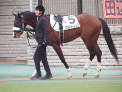 20190210 東京12R (1000) ロジスカーレット 07