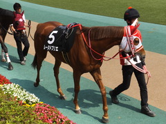 20170527 東京10R 葉山特別(1000) レーヌドブリエ 10