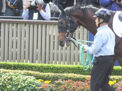 20141130 東京3R 2歳未勝利 トーセンカナロア 05