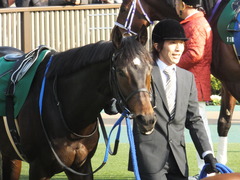 20150221 東京11R ダイヤモンドS(G3) ラブイズブーシェ 09