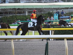 20141025 東京12R ゴールウェイ 13