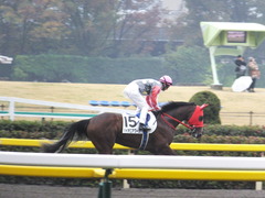 20161119 東京1R 2歳未勝利 パイオニアワーク 16