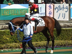 20190209 東京3R 3歳未勝利 シホノフォルテ 18