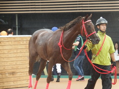 20180929 中山5R 2歳牝馬メイクデビュー オトナノジジョウ 27