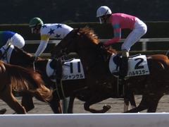 20180113 京都5R 3歳未勝利 ハルキスター 22