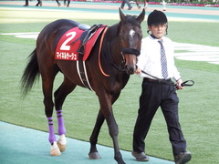 20171105 東京11R AR共和国杯(G2) マイネルサージュ 04