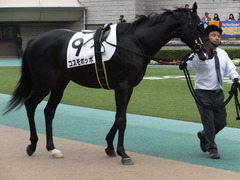 20151031 東京7R 3歳上500万下 コスモポッポ 07