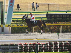 20141116 東京10R ショウナンアポロン 09