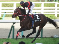 20181209 阪神9R オリオンS(1600) ホウオウドリーム 30