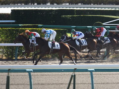 20151226 中山2R 2歳未勝利 カズノメガミ 13