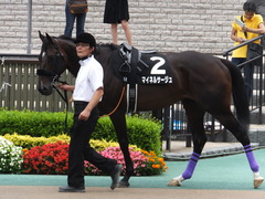 20160619 東京9R 芦ノ湖特別(1000) マイネルサージュ 02