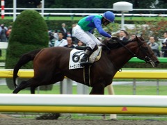 20171007 東京4R 3歳上障害未勝利 トーセンカナロア 16