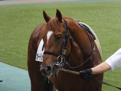 20160619 東京4R 3歳未勝利 オートシャンティ 10