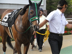 20160903 札幌12R 日高特別(1000) ツクバアスナロ 04