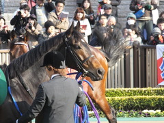 20150221 東京11R ダイヤモンドS(G3) ラブイズブーシェ 07