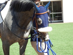 20180304 中山5R 3歳牝馬未勝利 プラチナベール 07