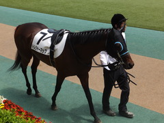 20150524 東京7R 4歳上500万下 トレジャーマップ 07