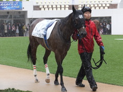 20170917 中山5R 2歳牝馬メイクデビュー ショウナンアーデン 07
