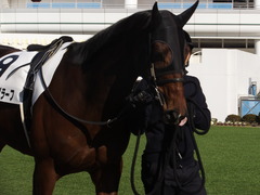 20140117 中山競馬場 ヴィルトグラーフ 04