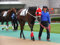 20131109 東京 ショウナンアポロン 04