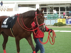 20190106 中山10R ジュニアC(L) オトナノジジョウ 04
