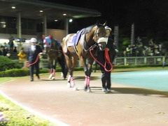 20151104 大井11R マイルグランプリ(S2) グランディオーソ 04