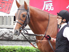 20171111 東京10R 三鷹特別(1000) ブリラーレ 03