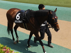 20160501 東京9R 陣馬特別(1000) オウケンブラック 09