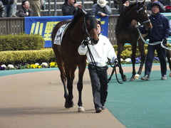 20150221 東京5R 3歳未勝利 トーセンカナロア 02