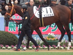 20181223 中山3R 2歳未勝利 ピンシェル 11