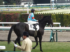 20161218 中山4R 2歳未勝利 ダンスウィズユー 16