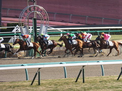 20140117 中山競馬場 ヴィルトグラーフ 13