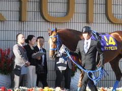 20151025 京都11R 菊花賞(G1) マッサビエル 04