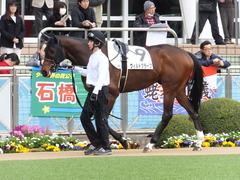 20150321 中山8R 4歳上500万下 ヴィルトグラーフ 02