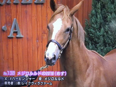 メジロルルドの2016-2