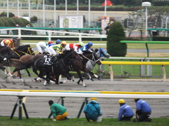 20141108 東京9R ショウナンアポロン 16