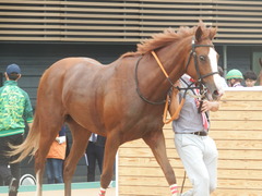 20180930 中山2R 2歳未勝利 クラサーヴィツァ 24