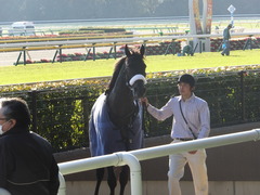 20131117 東京 ショウナンアチーヴ 17
