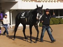 20150228 中山11R 総武S 4歳上1600万下 ベルゲンクライ 03