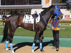 20170204 東京4R 4歳上障害未勝利 モーゼス 16
