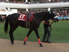 20150125 中山11R AJCC(G2) ショウナンラグーン 08