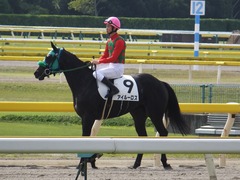 20161016 新潟4R (牝500) アイルーロス 13