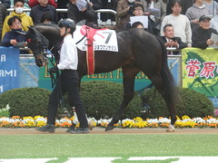 20190331 中山3R 3歳未勝利 ショウナンサジン 11